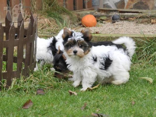 Τα κουτάβια τεριέ Biewer yorkshire